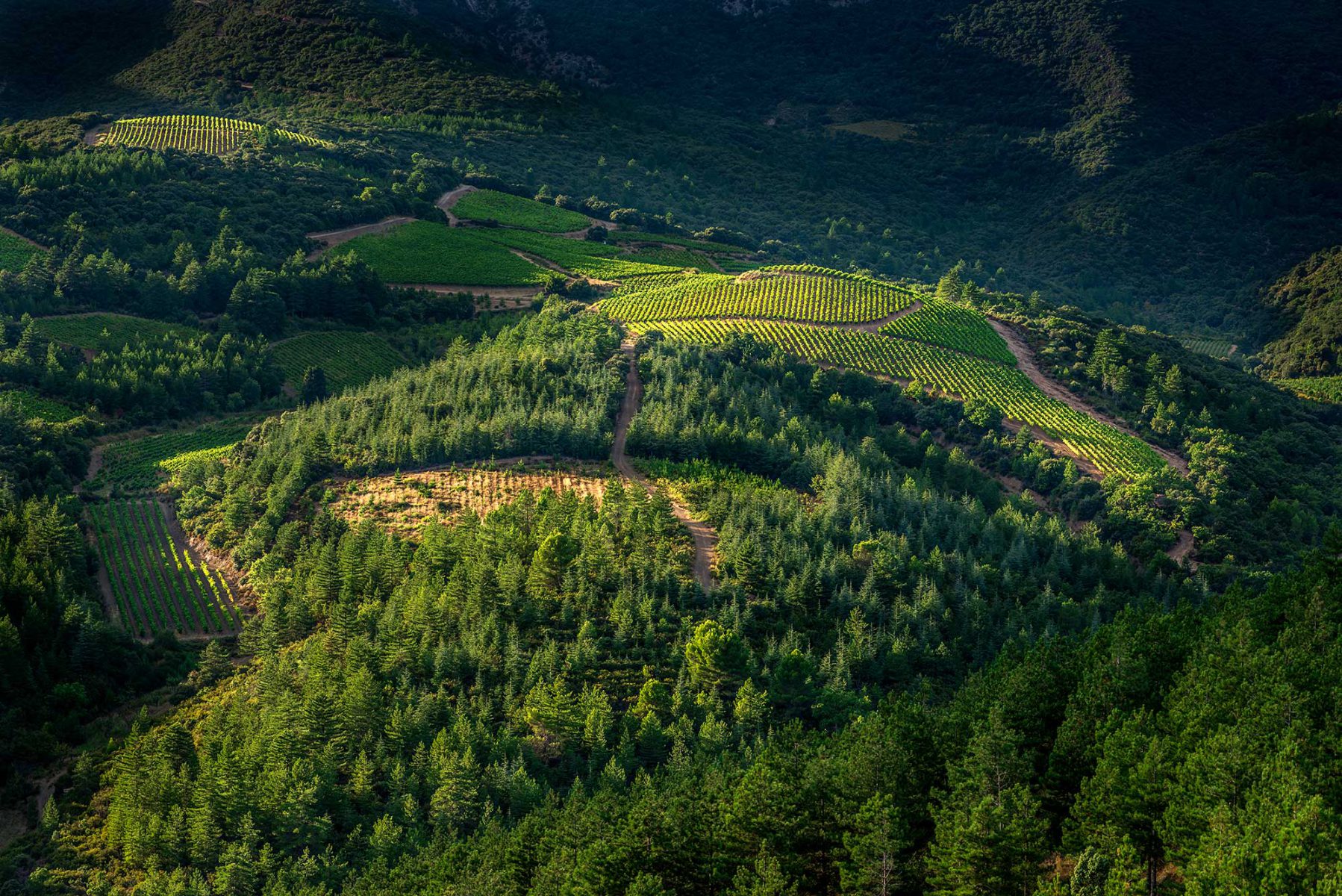 Unique vineyards from selected terroirs, all around the world.